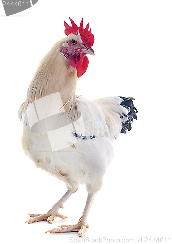 Image of young sussex rooster