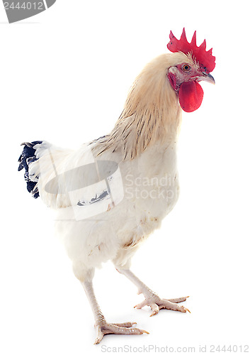 Image of sussex rooster