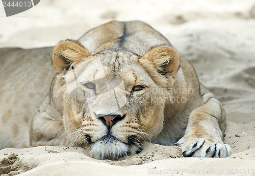 Image of lioness