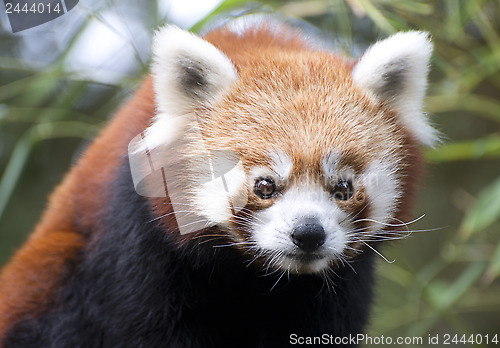 Image of red panda