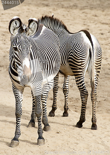 Image of Grevy's zebra