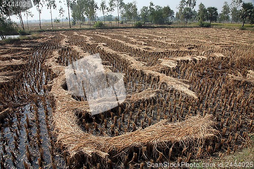 Image of Rice field just after harvesting