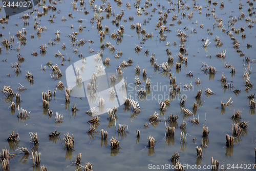 Image of Rice field just after harvesting