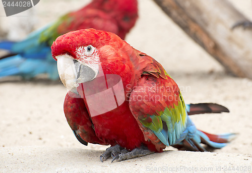 Image of Scarlet Macaw Parrot