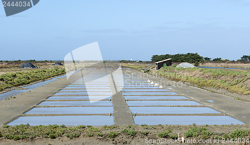 Image of salt marsh