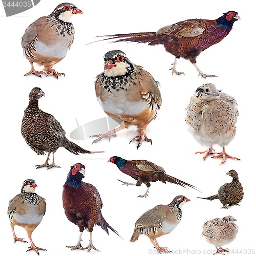 Image of game birds