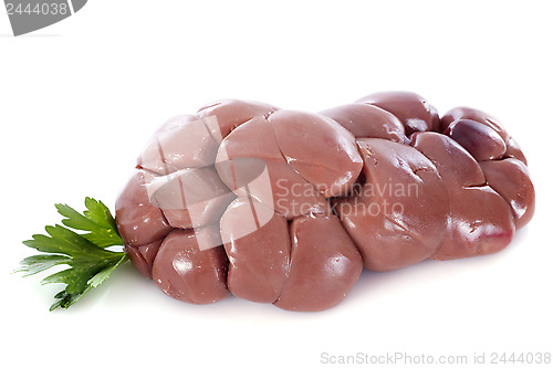 Image of calf kidney
