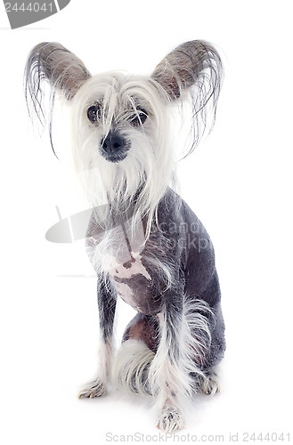 Image of chinese crested dog