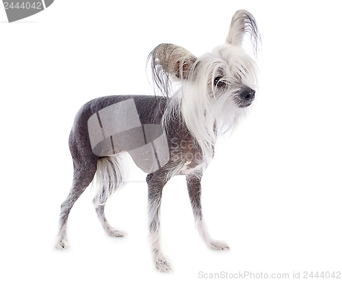 Image of chinese crested dog