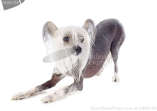 Image of chinese crested dog