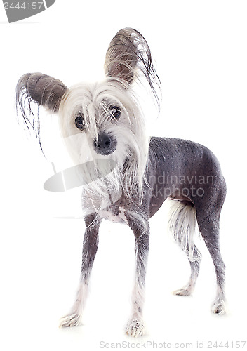 Image of chinese crested dog