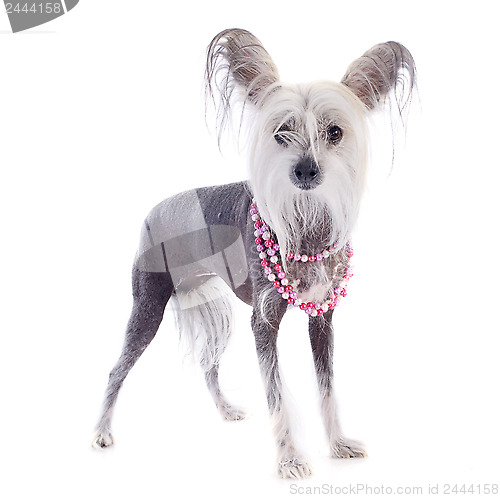 Image of chinese crested dog