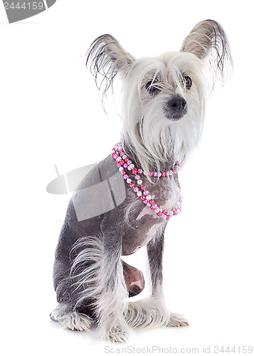 Image of chinese crested dog