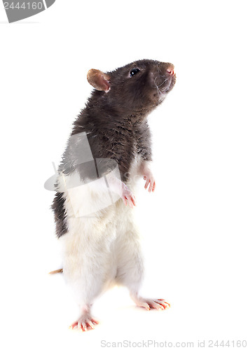 Image of domestic rat