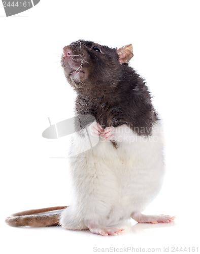 Image of domestic rat