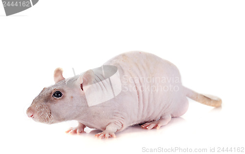 Image of nude rat