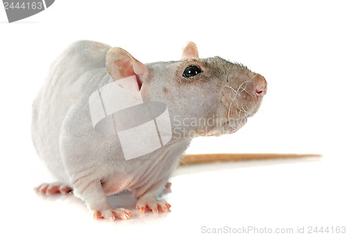 Image of nude rat