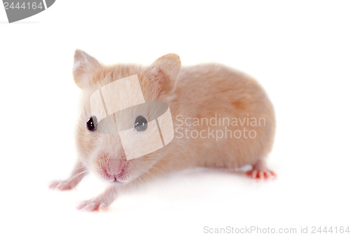 Image of young hamster
