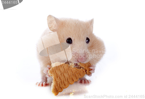 Image of eating hamster