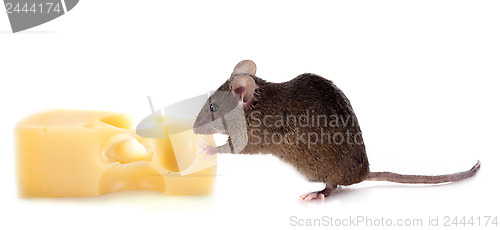 Image of mouse and cheese