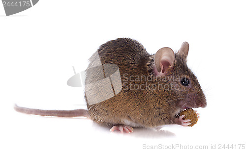 Image of eating mouse