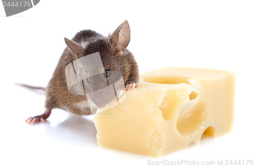 Image of mouse and cheese