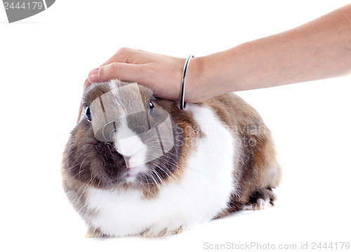 Image of stroking rabbit