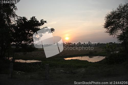 Image of Twilight of the rice fields, Sundarbans, West Bengal, India