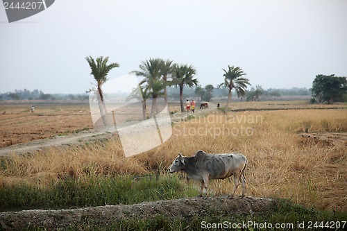 Image of Cows grazing in the rice fields in Sundarbans, West Bengal, India