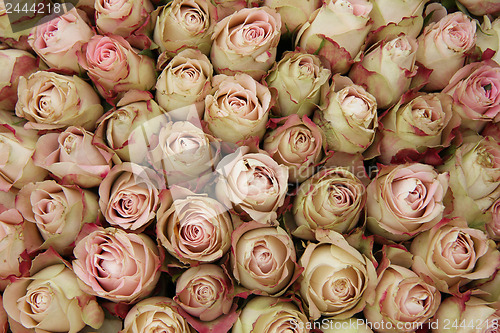 Image of Pale pink rose buds