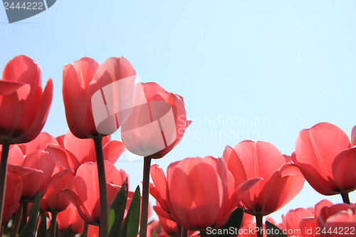 Image of Pink tulips in backlight