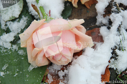 Image of Pink rose, covered in snowflakes