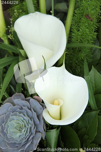Image of White calla lillies