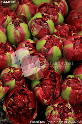 Image of Deep red peony buds