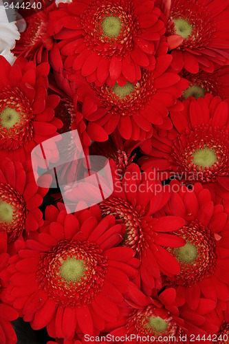 Image of Just red gerberas