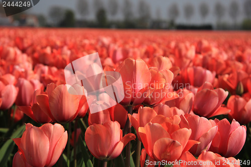 Image of Pink tulips