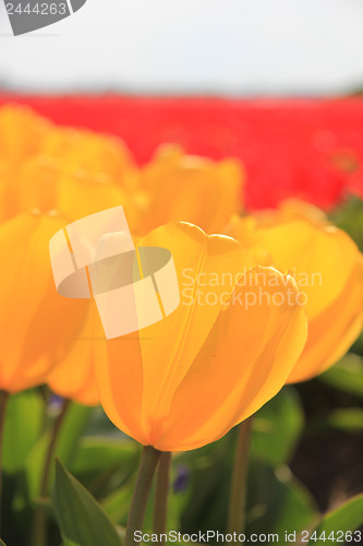 Image of Close up of yellow tulips