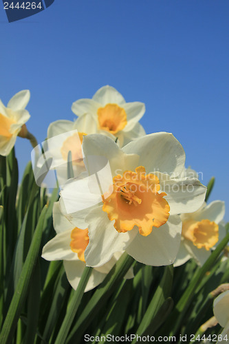 Image of White and yellow daffodils
