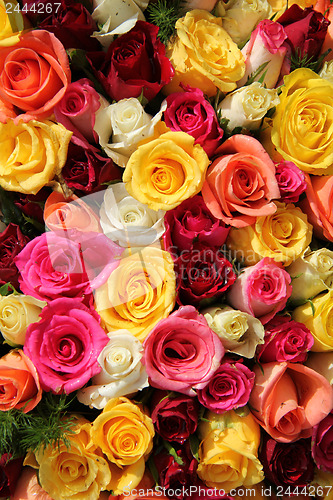 Image of Multicolored roses