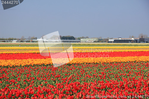 Image of Flower industry fields