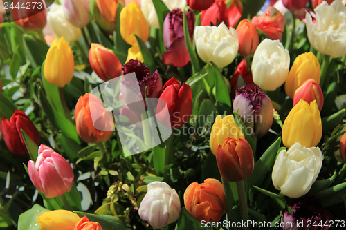 Image of Mixed tulip bouquet