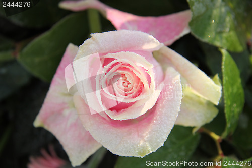 Image of Frozen pink rose