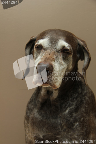 Image of German shorthaired pointer, female