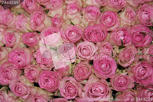 Image of Sparkling pink roses