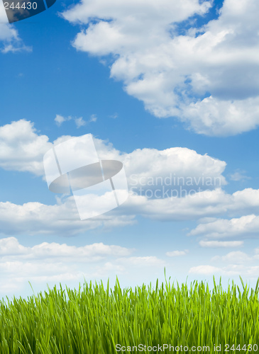 Image of herb