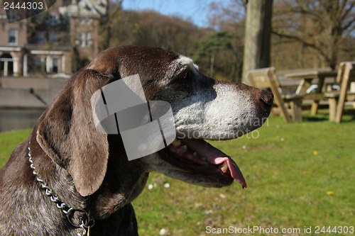 Image of German shorthaired pointer, female