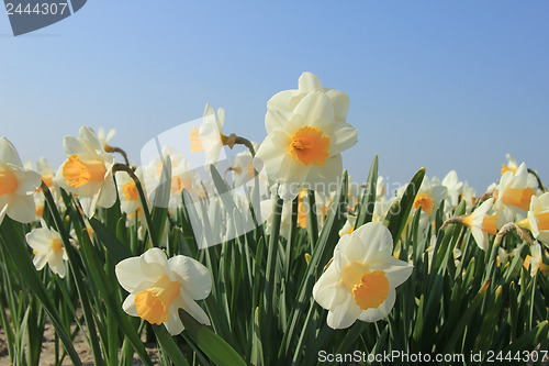 Image of Daffodils in a field
