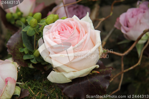 Image of big pink rose