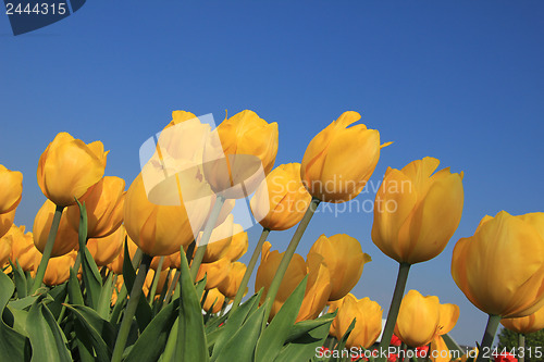 Image of yellow tulips in a field