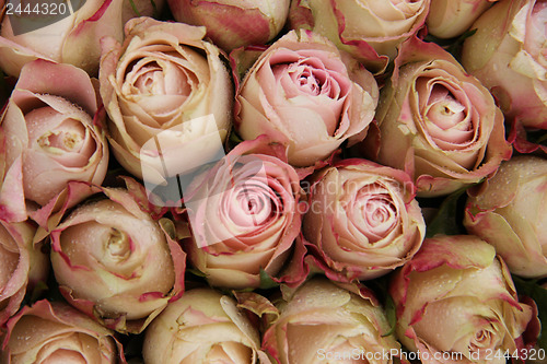 Image of Pale pink roses